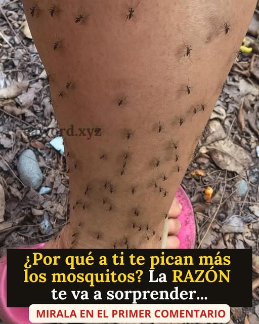 ¿Por qué los mosquitos siempre te eligen a ti? La explicación científica definitiva