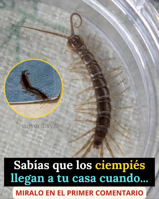 ¿Qué significa que aparezca un ciempiés en tu casa? La explicación biológica y ambiental