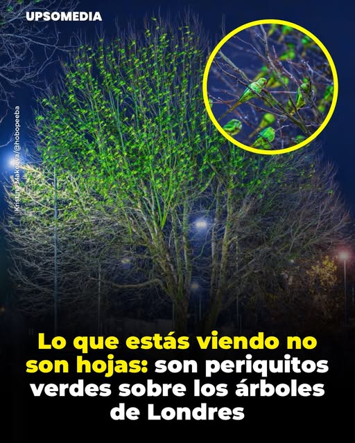 Fotografías de Kristina Makeeva muestran periquitos verdes agrupados en árboles sin hojas del Reino Unido durante el invierno