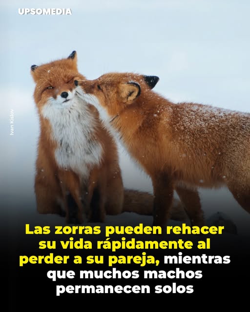 El Increíble Instinto de Supervivencia de las Zorras: Adaptación y Nuevos Vínculos en la Naturaleza