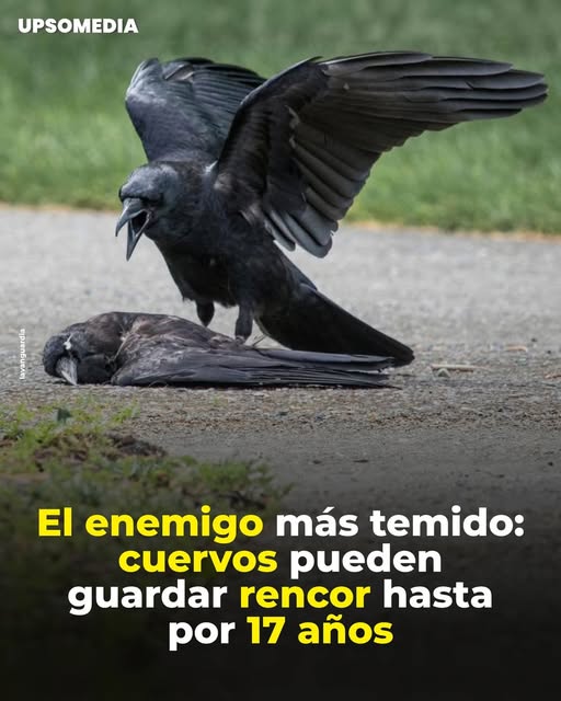 El Enemigo más Temido: Por Qué los Cuervos Pueden Guardar Rencor Hasta por 17 Años