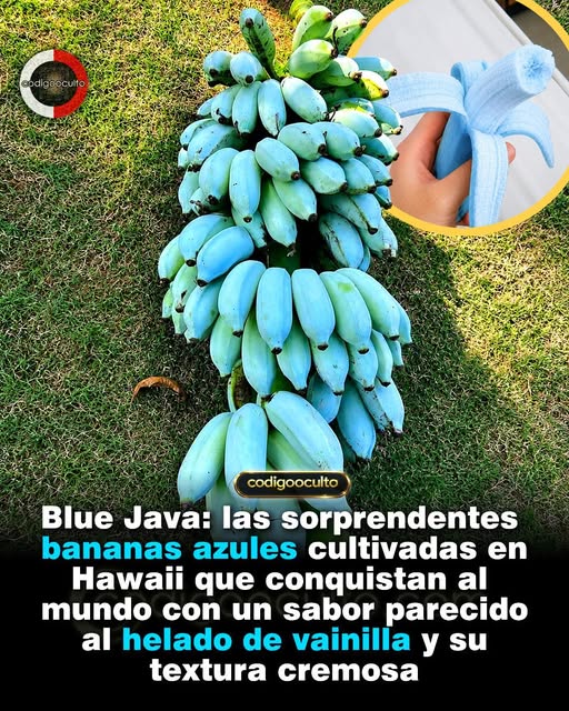 Parece una fruta sacada de una película de fantasía, pero es completamente real.