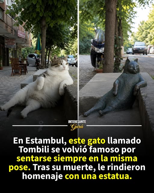El gato de Estambul que conquistó internet y recibió su propia estatua