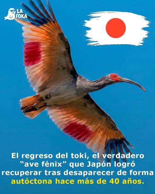 El Regreso del Toki: El Ave Sagrada de Japón que Volvió a Nacer tras 56 Años