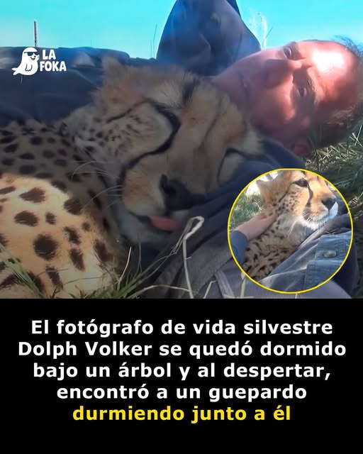 Una Siesta Junto a un Guepardo en Sudáfrica