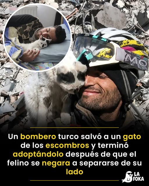 El Milagro de Enkaz: El Gato que Eligió a su Salvador en el Terremoto de Turquía