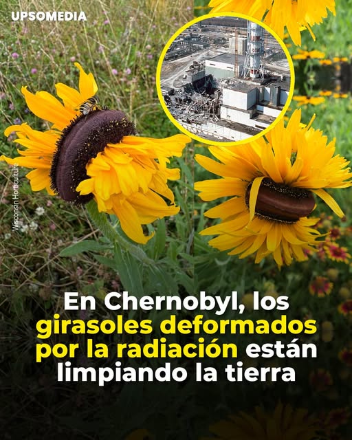 Los Girasoles de Chernóbil: Cómo la Naturaleza se Deforma para Limpiar la Radiactividad