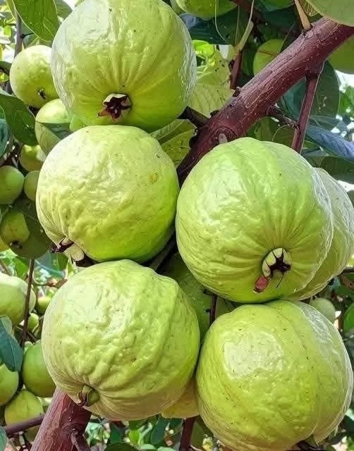 Médicos explican qué puede provocar el té de hoja de guayaba y por qué muchas personas lo consumen