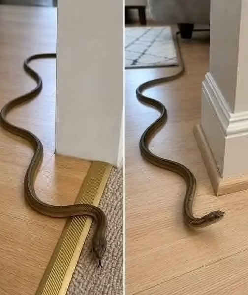 🐍😱 Cuando esta serpiente entra en tu casa, muchos creen que es una señal que no debes ignorar