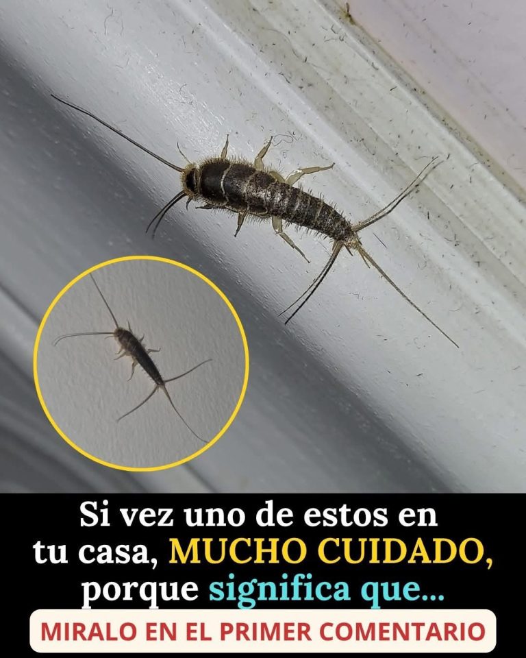 ¿Qué significa encontrar un pececillo de plata en casa? El insecto que podría revelar problemas ocultos en tu hogar