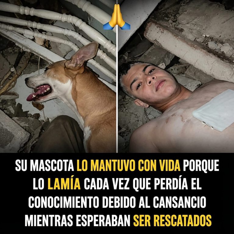 Un perro permaneció junto a su dueño tras un grave accidente: lo que se sabe de la historia viral y qué dice la ciencia sobre la lealtad canina