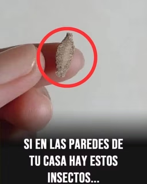 ¿Qué son esos pequeños saquitos pegados en las paredes? La explicación que pocos conocen