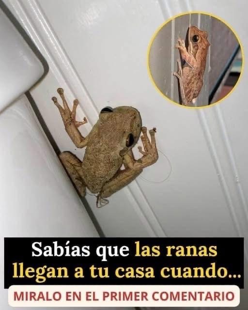 ¿Qué significa que aparezcan ranas en tu casa? La explicación científica y los mitos más comunes