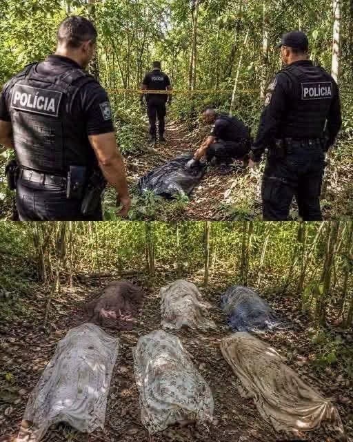 Policía investiga el supuesto hallazgo de siete cuerpos en una zona boscosa