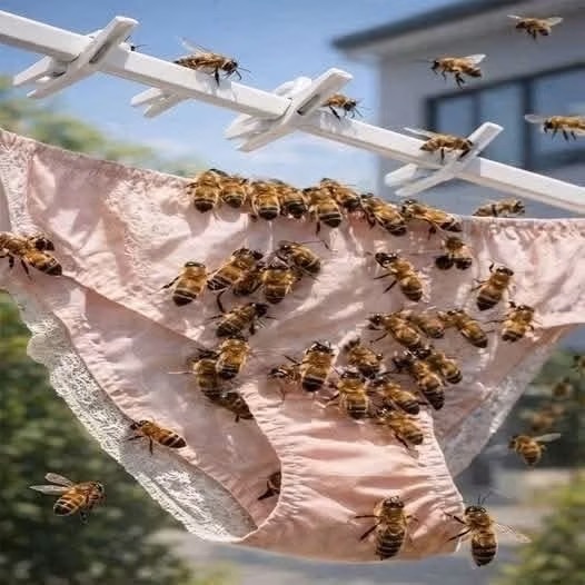 La verdadera razón por la que las abejas pueden posarse sobre la ropa tendida