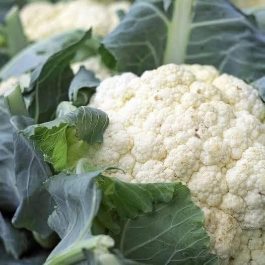 Coliflor: sus efectos en el cuerpo y quiénes deberían moderar su consumo