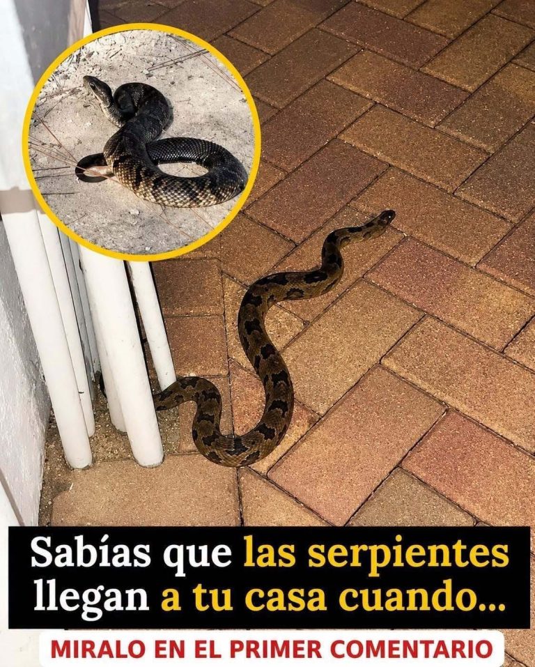 Las razones por las que una serpiente puede acercarse a tu casa