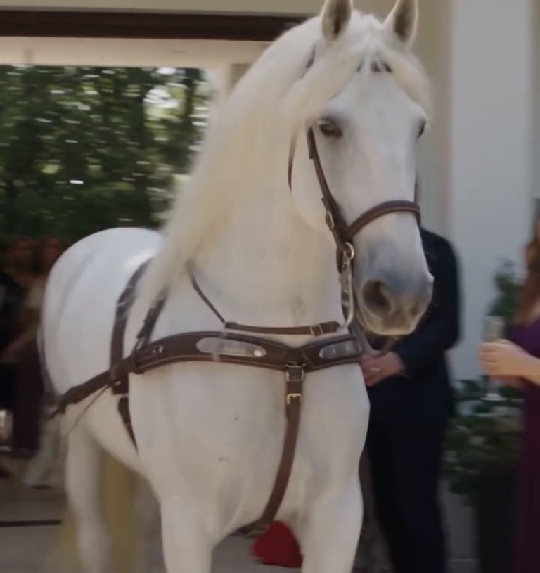 El caballo apareció en plena boda con algo que la novia creía enterrado junto a su padre